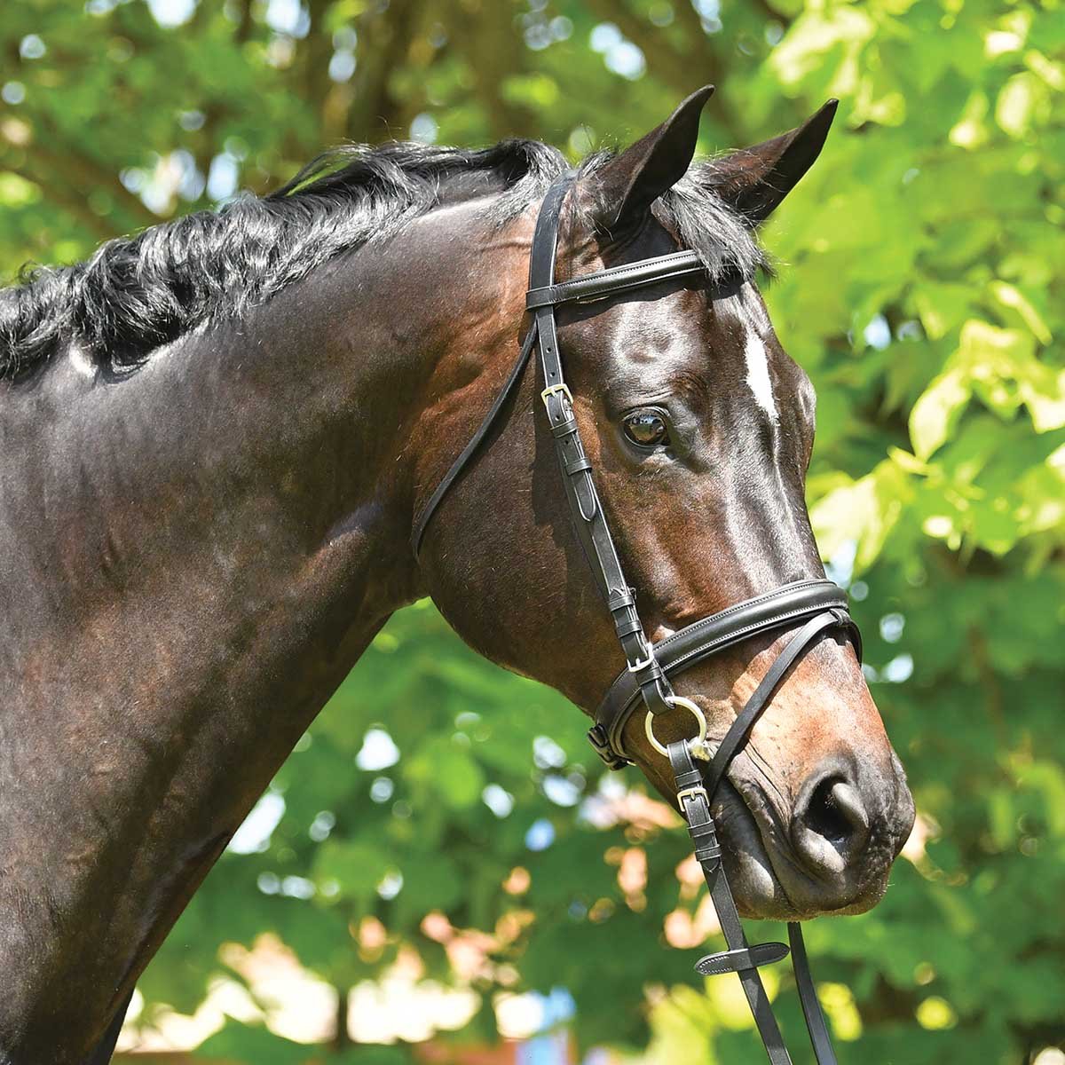 Eurohunter Dressage Snaffle
