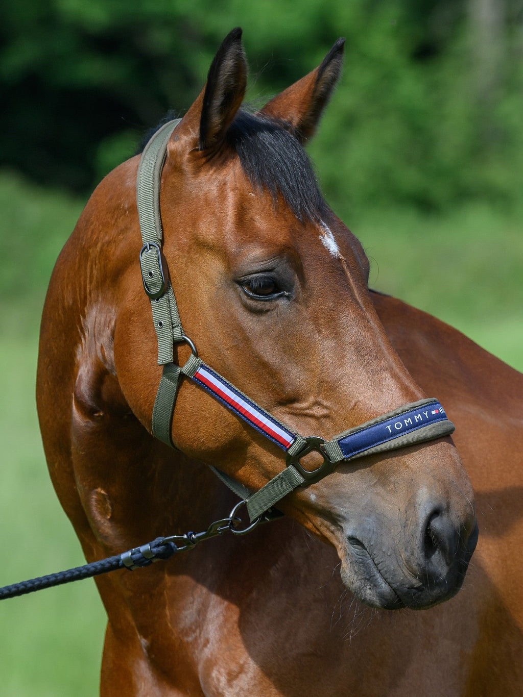 Headstall Tommy Hilfiger Lincoln Utility Olive