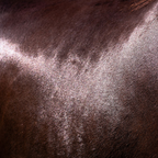 Hairy Pony Kakadu Natural Shampoo