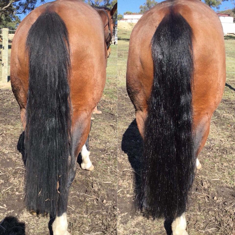 Hairy Pony 2 in 1 Detangle & Shine