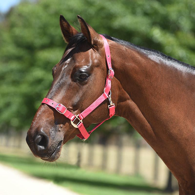 Eurohunter Essential Halter